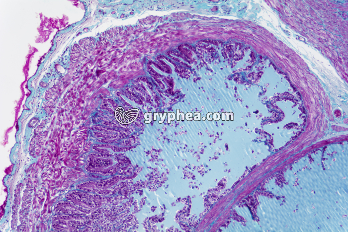 Vésicule séminale x25 - gryphea.com